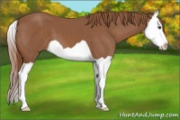 Horse Color:Chestnut Splash 