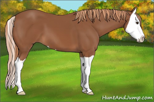 Horse Color:Chestnut Splash
