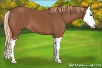 Horse Color:Chestnut Splash