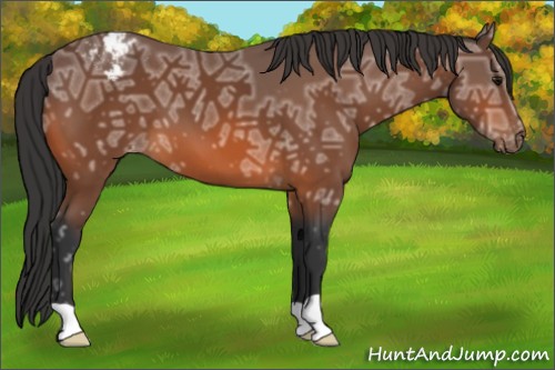 Horse Color:Bay Ice Appaloosa