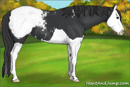 Horse Color:Black Splash Appaloosa 