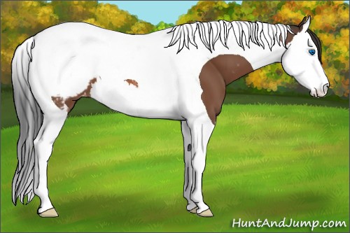 Horse Color:Bay Splash Tobiano Snowcap 