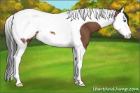 Horse Color:Bay Splash Tobiano Appaloosa