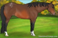 Horse Color:Bay Appaloosa 