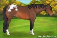 Horse Color:Bay Appaloosa 