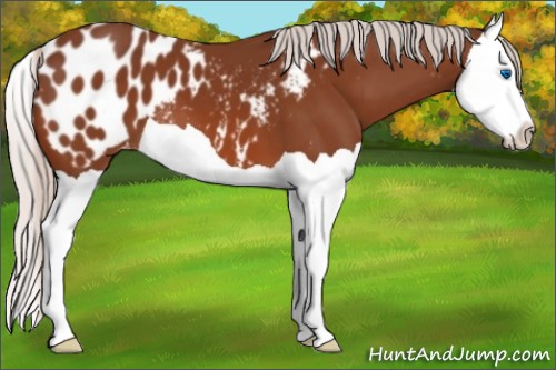 Horse Color:Silver Bay Splash Appaloosa 