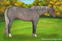 Horse Color:Silver Blue Roan 