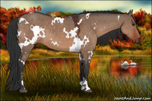 Horse Color:White Spotted Brown Dun Sabino