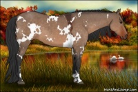 Horse Color:White Spotted Brown Dun Sabino 