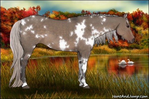 Horse Color:White Spotted Silver Grullo Sabino