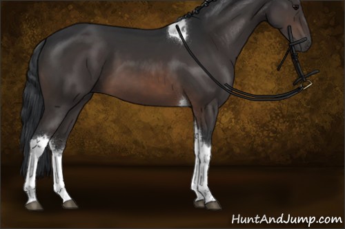 Horse Color:Brown Sabino Tobiano 