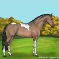 Horse Color:Bay Dun Tobiano Rabicano 
