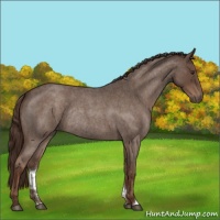 Horse Color:Liver Red Roan Rabicano 