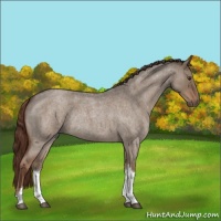 Horse Color:Liver Red Dun Roan Tobiano Rabicano 