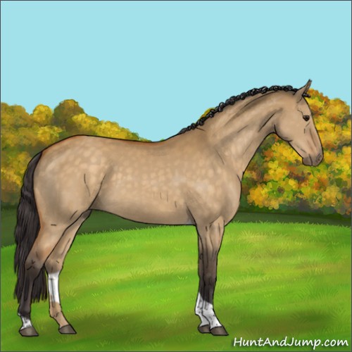 Horse Color:Buckskin Dun Sabino Tobiano Rabicano 