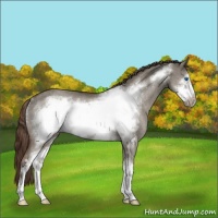 Horse Color:Liver Red Dun Roan Sabino Frame Rabicano 