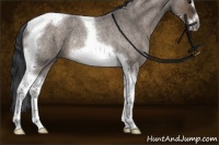 Horse Color:Brown Roan Dun Tobiano Frame Rabicano