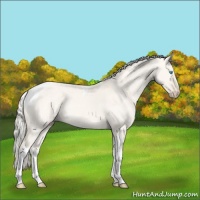 Horse Color:Cremello Dun Sabino Tobiano Rabicano 