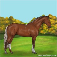 Horse Color:Silver Buckskin Sabino Tobiano Rabicano 