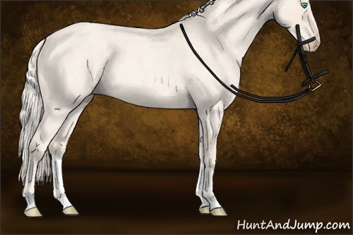 Horse Color:Cremello Roan Tobiano Rabicano 