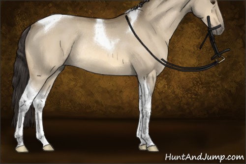 Horse Color:Buckskin Dun Tobiano Rabicano 