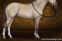 Horse Color:Liver Red Dun Tobiano Rabicano 