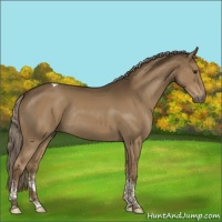 Horse Color:Chocolate Palomino Tobiano Rabicano 