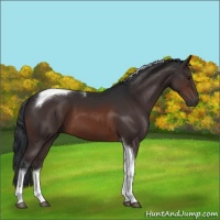 Horse Color:Brown Tobiano 