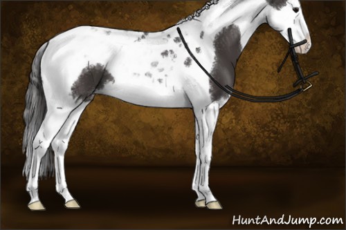 Horse Color:Smoky Black Splash Tobiano 