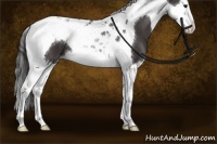 Horse Color:Smoky Black Splash Tobiano