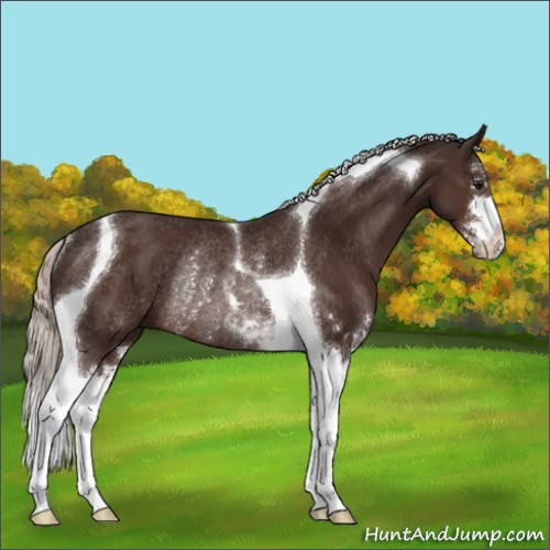 Horse Color:Silver Brown Sabino Tobiano Rabicano