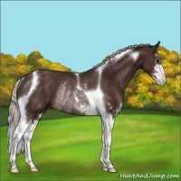 Horse Color:Silver Brown Sabino Tobiano Rabicano