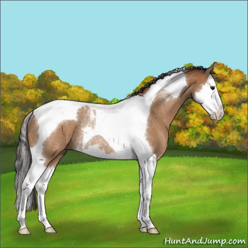 Horse Color:Buckskin Roan Splash Tobiano Rabicano