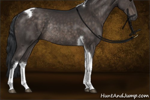 Horse Color:Brown Tobiano Rabicano 