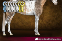 Horse Color:Perlino Splash Tobiano Rabicano  and Buckskin Splash Tobiano Rabicano 