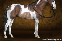 Horse Color:Brown Sabino Tobiano Rabicano 