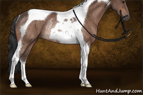 Horse Color:Bay Tobiano Rabicano 