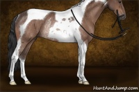 Horse Color:Bay Tobiano Rabicano 