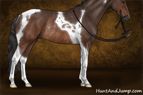 Horse Color:Buckskin Tobiano Rabicano