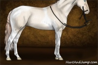 Horse Color:Buckskin Pearl Dun Tobiano Rabicano 