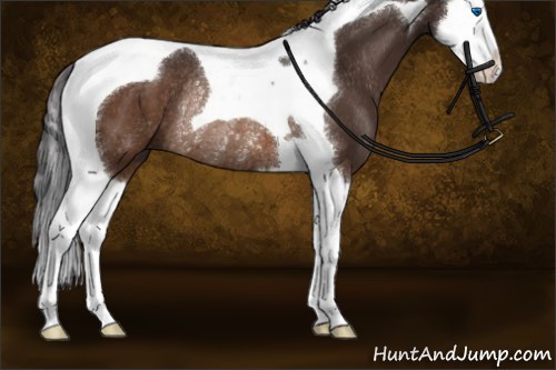 Horse Color:Buckskin Splash Tobiano Rabicano 