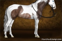 Horse Color:Buckskin Splash Tobiano Rabicano