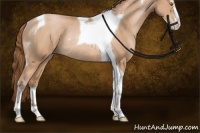 Horse Color:Bay Pearl Sabino Tobiano Rabicano