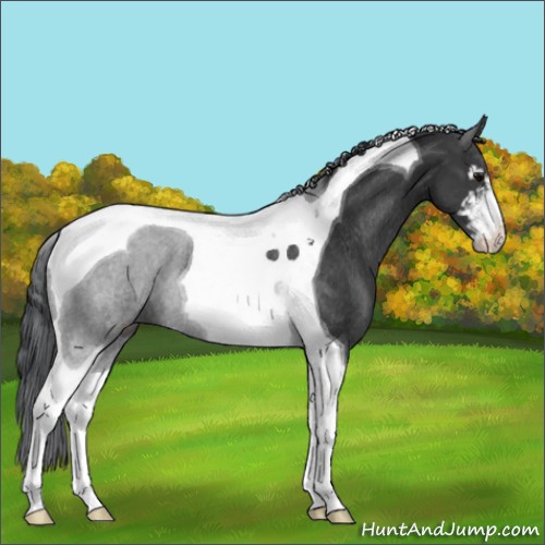 Horse Color:Black Sabino Tobiano Rabicano 