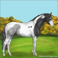 Horse Color:Black Sabino Tobiano Rabicano 
