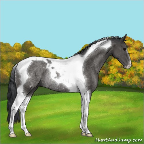 Horse Color:Black Tobiano Rabicano