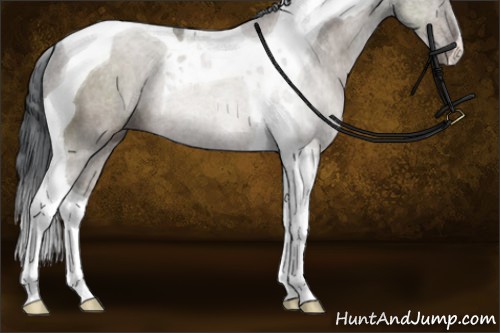Horse Color:Brown Dun Tobiano Rabicano
