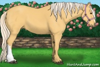Horse Color:Palomino 