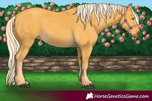 Horse Color:Palomino