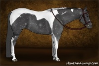 Horse Color:Smoky Black Tobiano 